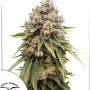Cannabis seeds Ice Cream Haze® from Dutch Passion